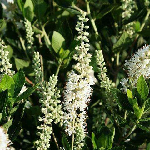 Bay Gardens NY Clethra Alnifolia - Summersweet Deer Resistant Plants 3 Bay Gardens NY Clethra Alnifolia - Summersweet Deer Resistant Plants