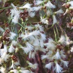 Bay Gardens NY Deer Resistant Plants Baccharis Halimifolia