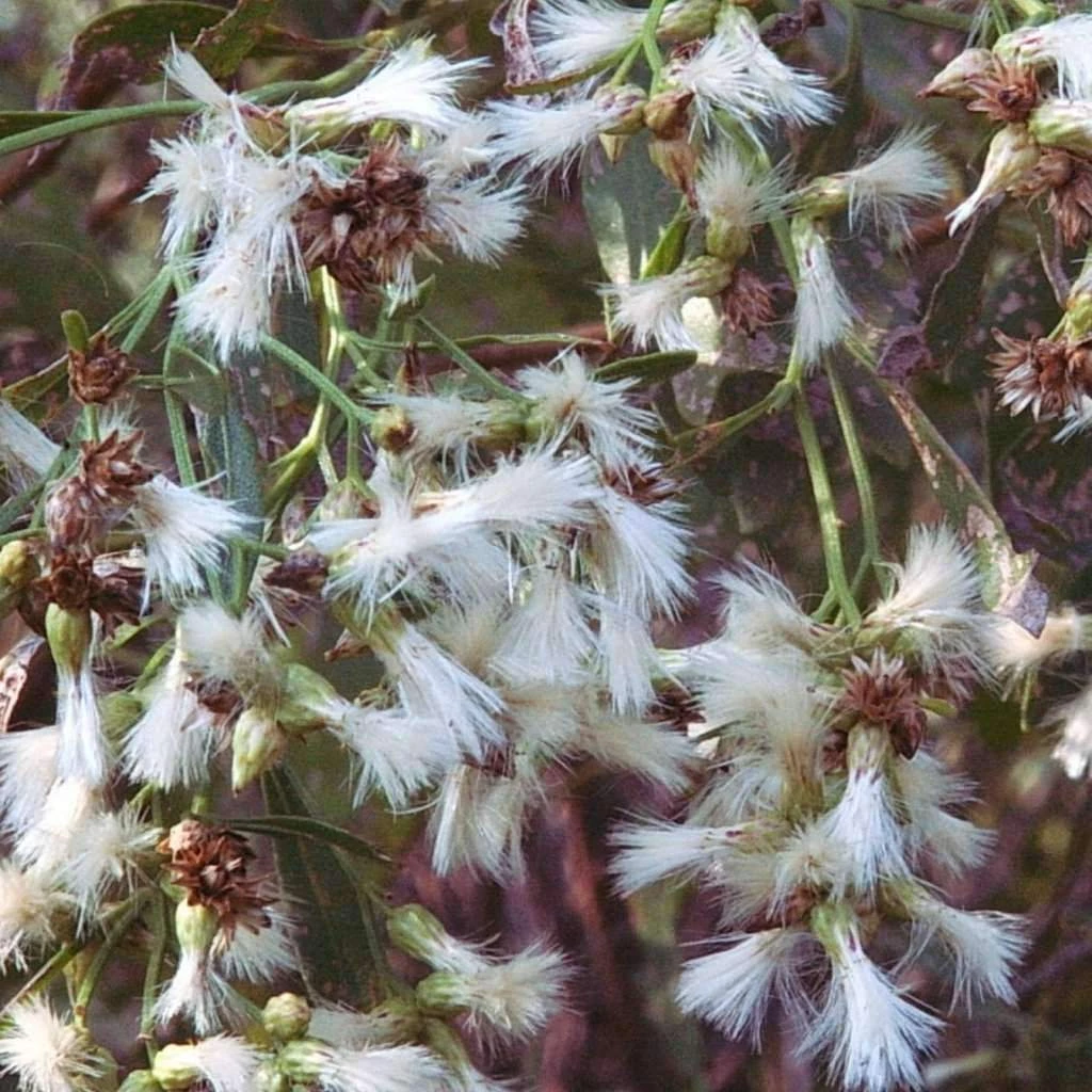 Bay Gardens NY Deer Resistant Plants Baccharis Halimifolia 4 Bay Gardens NY Deer Resistant Plants Baccharis Halimifolia