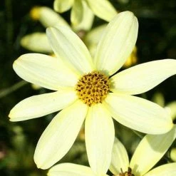 Bay Gardens NY Coreopsis 'Moonbeam' Deer Resistant Plants