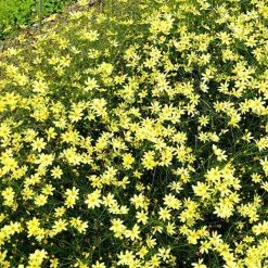 Bay Gardens NY Coreopsis 'Moonbeam' Deer Resistant Plants