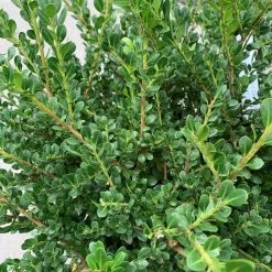 Bay Gardens Ilex Crenata "Compacta" Evergreen Shrubs