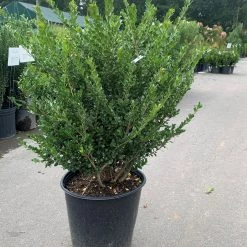 Bay Gardens Ilex Crenata "Compacta" Evergreen Shrubs