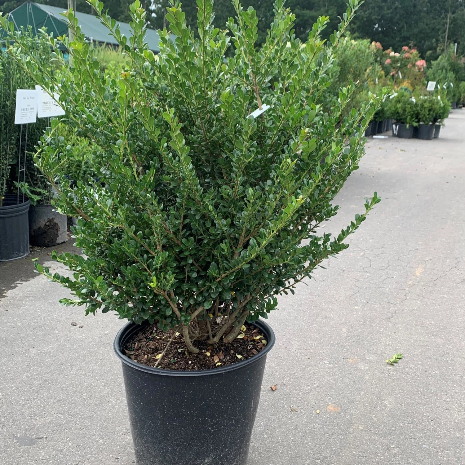 Bay Gardens Ilex Crenata "Compacta" Evergreen Shrubs 3 Bay Gardens Ilex Crenata "Compacta" Evergreen Shrubs