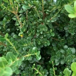 Bay Gardens Ilex Crenata "Compacta" Evergreen Shrubs 7 Bay Gardens Ilex Crenata
