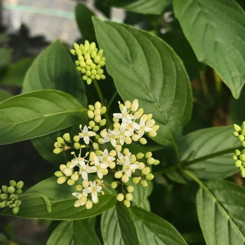 Bay Gardens NY Deer Resistant Plants Dogwood 'Arctic Fire® Yellow Red-Osier' 4 Bay Gardens NY Deer Resistant Plants Dogwood 'Arctic Fire® Yellow Red-Osier'