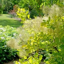 Bay Gardens NY Cotinus'Winecraft Gold®' Smokebush