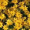Bay Gardens Coreopsis 'Zagreb'