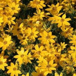 Bay Gardens Coreopsis 'Zagreb'