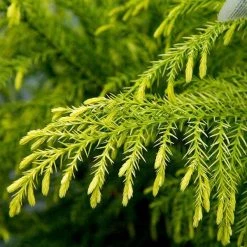Bay Gardens Cryptomeria Japonica 'Sekkan Sugi' Privacy Plants 11 Bay Gardens Cryptomeria Japonica 'Sekkan Sugi' Privacy Plants