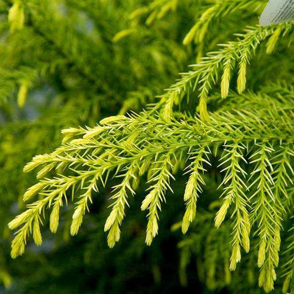 Bay Gardens Cryptomeria Japonica 'Sekkan Sugi' Privacy Plants 7 Bay Gardens Cryptomeria Japonica 'Sekkan Sugi' Privacy Plants