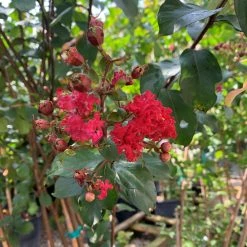 Bay Gardens Shade & Flowering Trees Crape Myrtle Scarlet (Red)