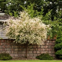 Bay Gardens NY Deer Resistant Plants Willow-Salix Integra 'Hakuro Nishiki'