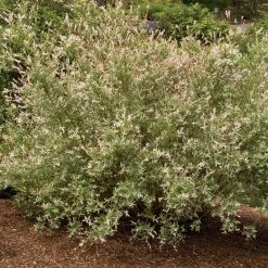 Bay Gardens NY Deer Resistant Plants Willow-Salix Integra 'Hakuro Nishiki'