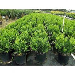 Bay Gardens Boxwood 'Winter Gem'