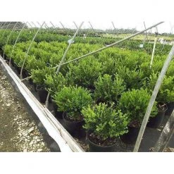 Bay Gardens Boxwood 'Winter Gem'