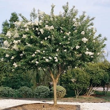 Bay Gardens Shade & Flowering Trees Crape Myrtle Natchez (White) 5 Bay Gardens Shade & Flowering Trees Crape Myrtle Natchez (White)