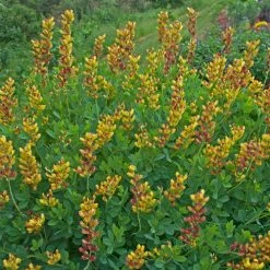 Bay Gardens Baptisia Decadence 'Cherries Jubilee'