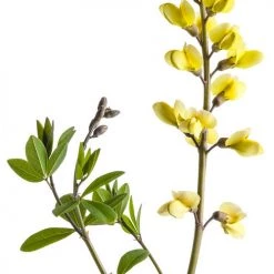 Bay Gardens Deer Resistant Plants Baptisia Decadence 'Lemon Meringue'