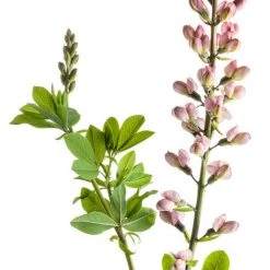 Bay Gardens Baptisia Decadence 'Pink Truffle' Deer Resistant Plants