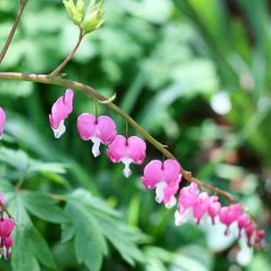 Bay Gardens NY Bleeding Hearts - Dicentra Spectabilis