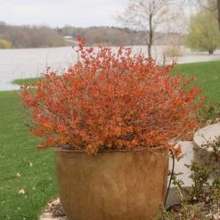 Bay Gardens NY Spirea Jap. DP 'Big Bang®'