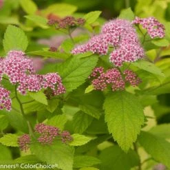 Bay Gardens NY Spirea Jap. DP 'Big Bang®'