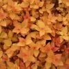 Bay Gardens NY Spirea Jap. DP 'Candy Corn®' 2 Bay Gardens NY Spirea Jap. DP 'Candy Corn®'