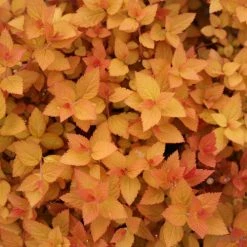 Bay Gardens NY Spirea Jap. DP'Candy Corn®'