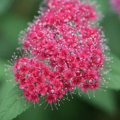 Bay Gardens NY Spirea Jap. DP 'Red®'