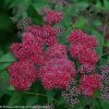 Bay Gardens NY Spirea Jap. DP 'Red®'