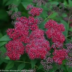 Bay Gardens NY Spirea Jap. DP 'Red®'