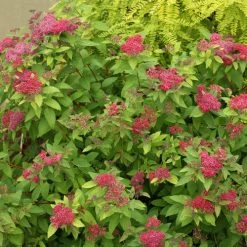 Bay Gardens NY Spirea Jap. DP 'Red®'