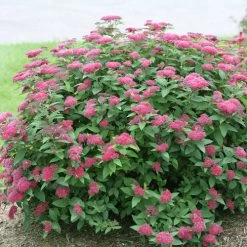 Bay Gardens NY Spirea Jap. DP 'Red®'