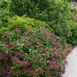 Bay Gardens NY Spirea Jap. DP 'Red®'