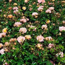 Bay Gardens NY Rosa 'Peach Drift' Flowering Shrubs