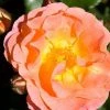 Bay Gardens NY Rosa 'Peach Drift' Flowering Shrubs 1 Bay Gardens NY Rosa 'Peach Drift' Flowering Shrubs