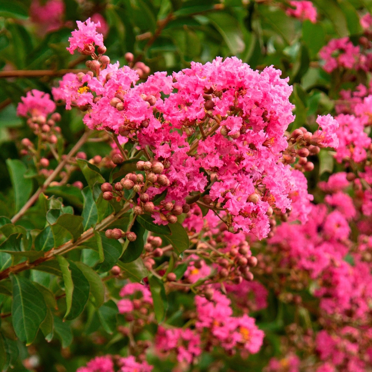 Bay Gardens Crape Myrtle Hopi (Pink) Shade & Flowering Trees 4 Bay Gardens Crape Myrtle Hopi (Pink) Shade & Flowering Trees