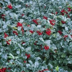Bay Gardens Holly 'Blue Maid'