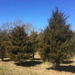 Bay Gardens Privacy Plants Eastern Red Cedar - Juniperus Virginiana