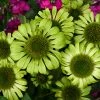 Bay Gardens NY Echinacea Purpurea 'Green Jewel' Coneflower