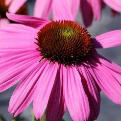 Bay Gardens NY Echinacea Purpurea 'Magnus' Coneflower Perennials
