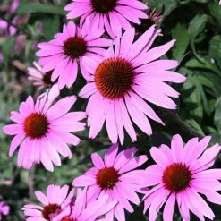 Bay Gardens NY Perennials Echinacea Purpurea'Prairie Splendor™' Coneflower