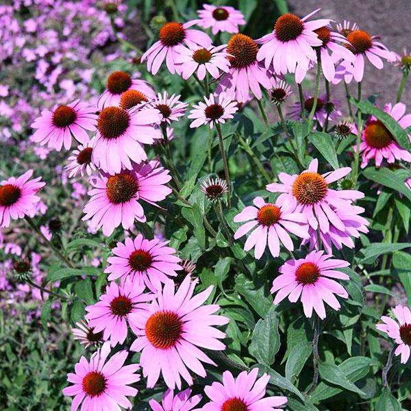 Bay Gardens NY Perennials Echinacea Purpurea 'Prairie Splendor™' Coneflower 4 Bay Gardens NY Perennials Echinacea Purpurea 'Prairie Splendor™' Coneflower