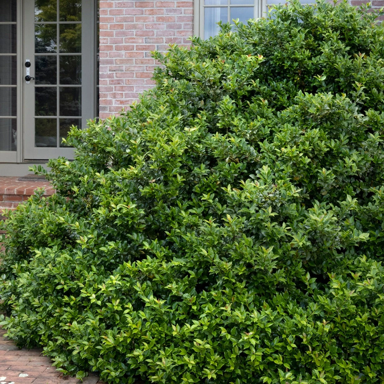 Bay Gardens Holly 'Blue Girl' Evergreen Shrubs 5 Bay Gardens Holly 'Blue Girl' Evergreen Shrubs