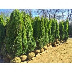 Bay Gardens Arborvitae 'Emerald Green' Privacy Plants