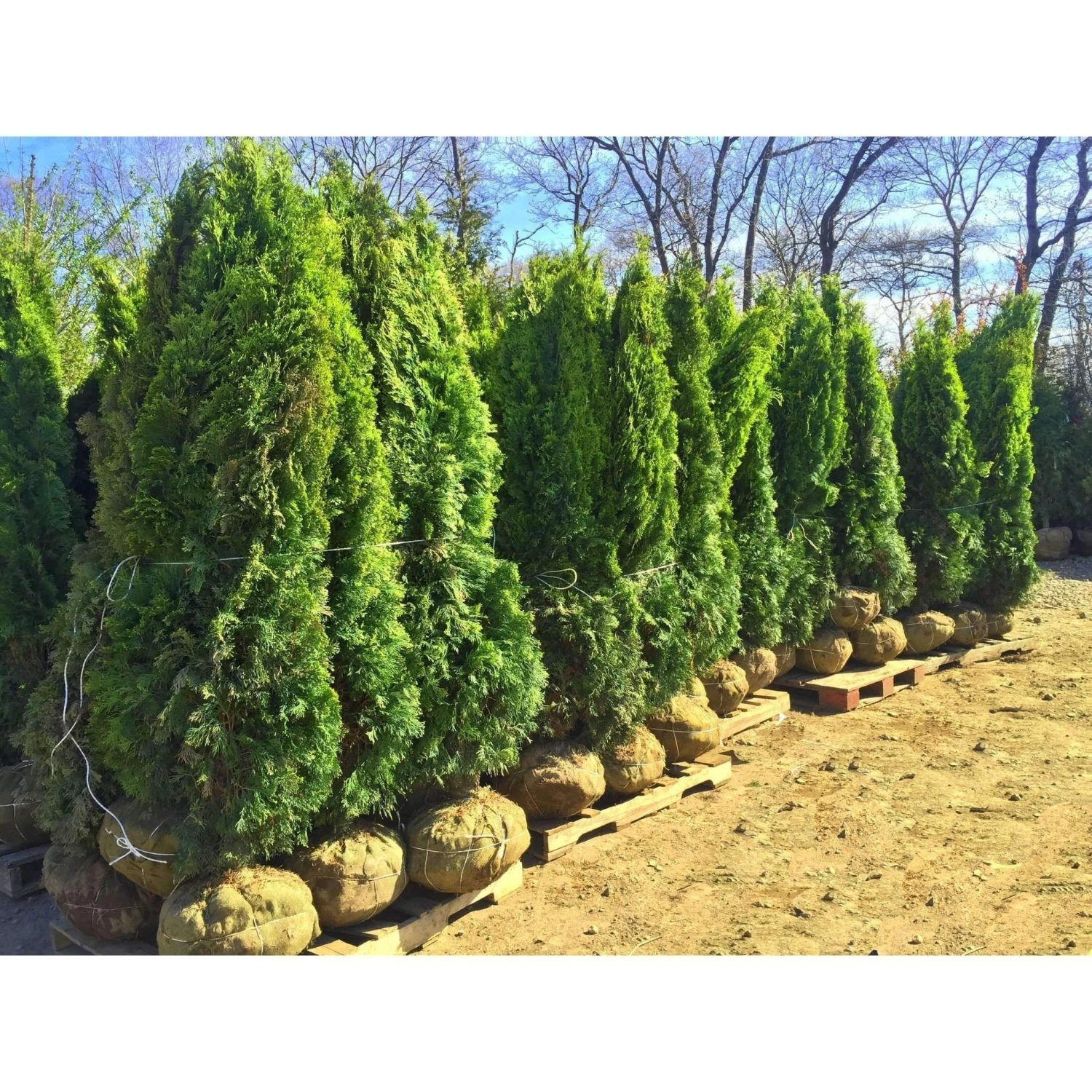 Bay Gardens Arborvitae 'Emerald Green' Privacy Plants 3 Bay Gardens Arborvitae 'Emerald Green' Privacy Plants