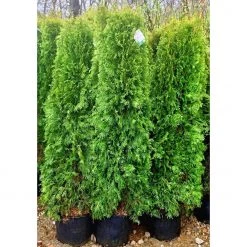Bay Gardens Arborvitae 'Emerald Green' Privacy Plants 9 Bay Gardens Arborvitae 'Emerald Green' Privacy Plants