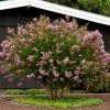Bay Gardens Crape Myrtle Muskogee (Lavender)