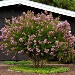 Bay Gardens Crape Myrtle Muskogee (Lavender)